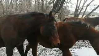 лошади первые мороз