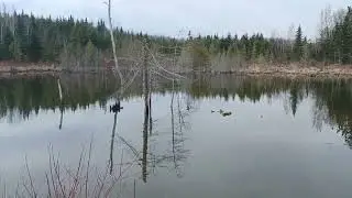 spring time in the 2024 bea er ponds