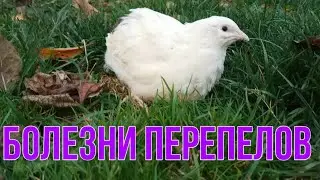 БОЛЕЗНИ ПЕРЕПЕЛОВ / КАК ЛЕЧИТЬ ПЕРЕПЕЛОК / ВЫПАЛ ЯЙЦЕВОД