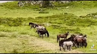 ҚАЗАҚ деген ел едік саумалдан ішіп сауығар