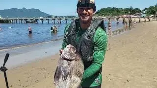 Sargo Peixe enorme