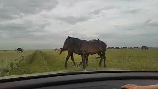 Природа озеро Чаглы, река Чаглинка. Северный Казахстан.