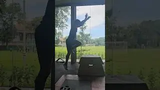 #jumps #training #for #explosive #blockstart #100m #shorts #gym #trackandfield #athletics #srilanka