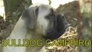 Old English Bulldog & Buldogue Petclube Breeder Usa Brasil