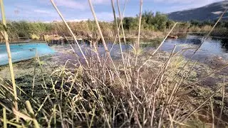River Biome Generator | Interactive Foliage, Tree, Water | Unreal Engine 5