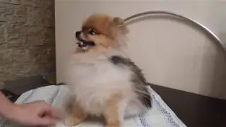 Mickey shedding small Spitz.
