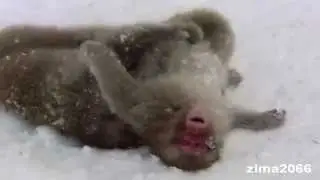 Обезьянки.