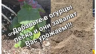 Дайте ВОЗДУХ корням! Добавьте в огурцы ПЕСКА и они завалят Вас УРОЖАЕМ!