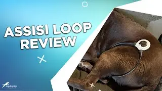 Review: Assisi Loop