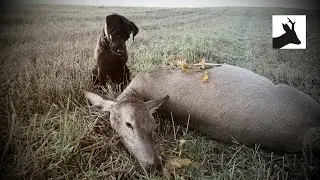 A hind - Stalking red deer - Łania