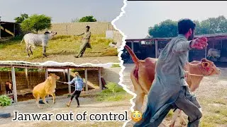 Aj farm ka sara janwar kholna mehnga parh gaya😳 sara janwar beqabo ho gaye🏃‍♂️🤦‍♀️
