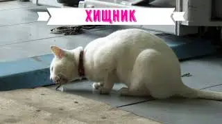Белокурый хищник!
