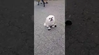 смотри как я могу позировать🤣😂#shortvideo #собака #животные #dog #пес #shorts #приколы #рекомендации