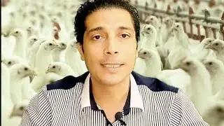 فوائد وأضرار الكولستين فى الدواجن