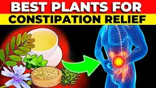 6 Best Medicinal Plants for Quick Constipation Relief