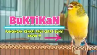 CuiT cUit❗Suara PANCINGAN KENARI PAUD BeLajar Bunyi NgeriwiK || Masteran KENARI Paud || Part 135