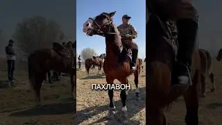 БАЛХИ-КОНЬ ПОБЕДИТЕЛЬ🔥