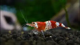 ECOSYSTEM AQUARIUM NATURE SHRIMP RED CRYSTAL