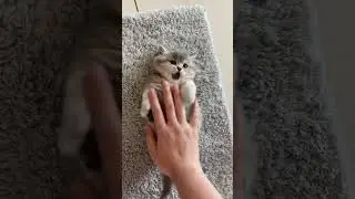 Kitten!?