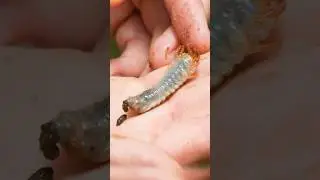 GIANT Grub Leaves a NASTY Surprise!