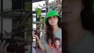 Parrots jammin 🗣️🎵🦜 #shorts #parrot #chappellroan #alveus #alveussanctuary #mayahiga #twitch