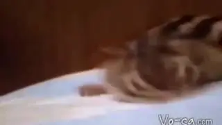 WO IST MEIN KOKS VC-CA.COM