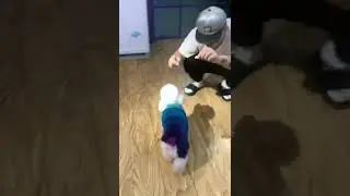 adorable puppy #shorts