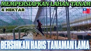 BERSIHKAN LIMBAH ORGANIK TOMAT HIDROPONIK 🇹🇼