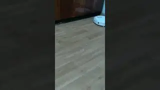 elon musk's parrot