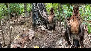 lam hlwb make amazing chicken trap like no Another hunting