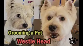 Grooming a Pet Westie Head (with Tipped Ears) - West Highland White Terrier Groom - Gina's Grooming