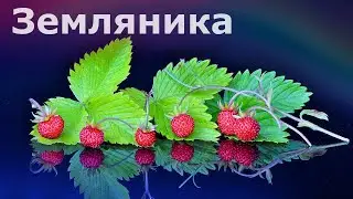 КАК ВЫРАСТИТЬ ЗЕМЛЯНИКУ ДОМА? - Эксперимент. Exelys Media