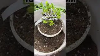 Перевалка гортензии Таблетка.