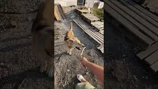 Отдай палку 😝
