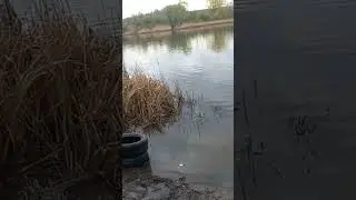 #рыбалка #волга