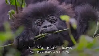 R5 Photo Burst File Dump - Trekking in Rwanda