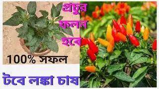 টবে কীভাবে খুব সহজেই লঙ্কা গাছ লাগাবেন?How to grow Chilli plant? @Aarualotwinsvlogs