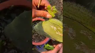 Do you like this grafting design