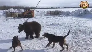 Работа БГ по медведю. г. Сургут