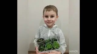 ЦРД 