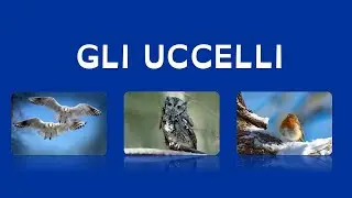 UCCELLI