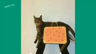 Эти коты шокируют (в хорошем смысле)))