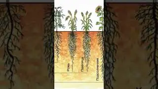 Уникальные растения 