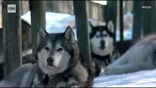 CNN Interviews Susan Purvis, author of Go Find about caring for K9's in extreme conditions.