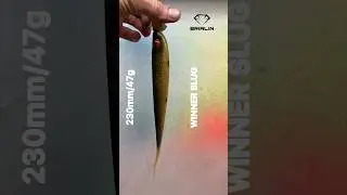 WINNER SLUG-победа над судаком!  