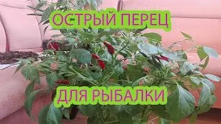 Острый перец для рыбалки, прикормки, бойлов, пеллетса, консарвации и т.д. Способ удешевить рыбалку.