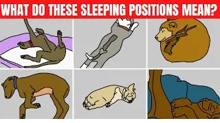 The Meaning of the Position Dogs Sleep in – 10 Most Common Positions.