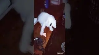 দুষ্ট বিড়িল🐈