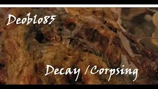 How to a watcher Prop Decay/Corpsing 2 DIY Full Tutorial