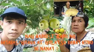 BAYABAS AT GULAY NA MITAS KAMI NI NANAY SA KANYANG BAHAY KUBO/